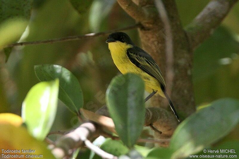 Common Tody-Flycatcheradult, identification