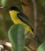 Common Tody-Flycatcher