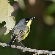 Common Tody-Flycatcher