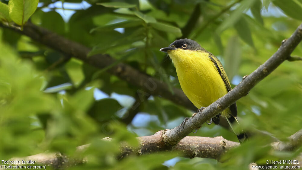 Common Tody-Flycatcheradult