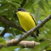 Common Tody-Flycatcher