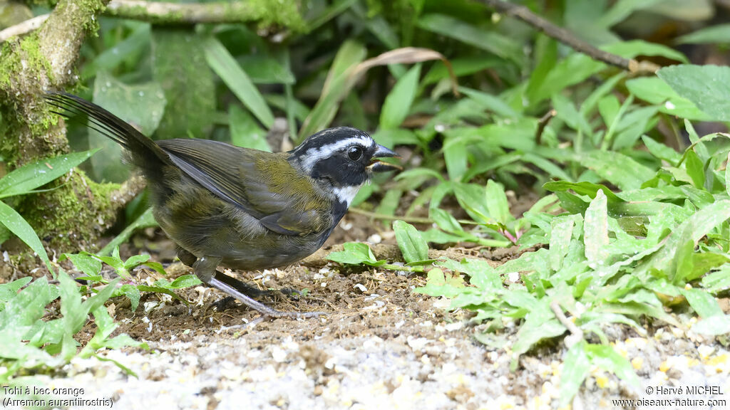 Orange-billed SparrowFirst year