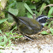 Orange-billed Sparrow