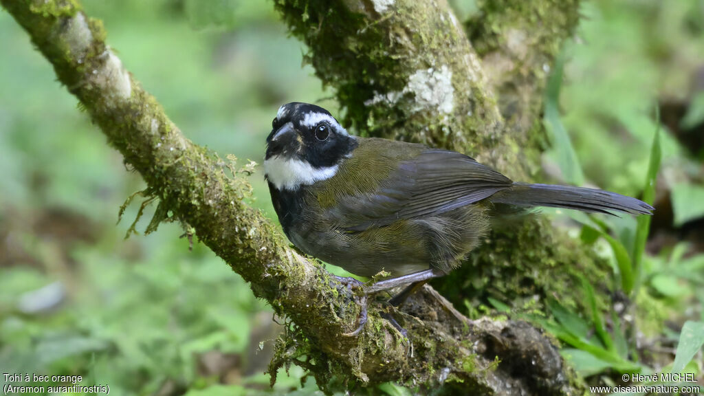 Orange-billed SparrowFirst year