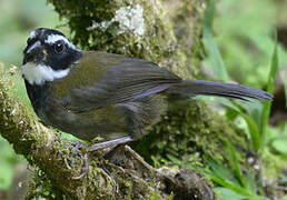 Orange-billed Sparrow