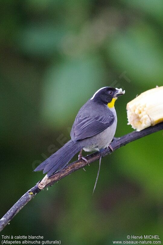 White-naped Brushfinch