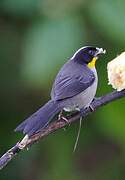 White-naped Brushfinch