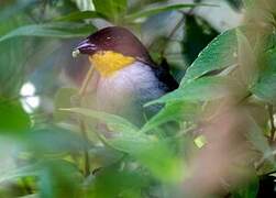 White-naped Brushfinch