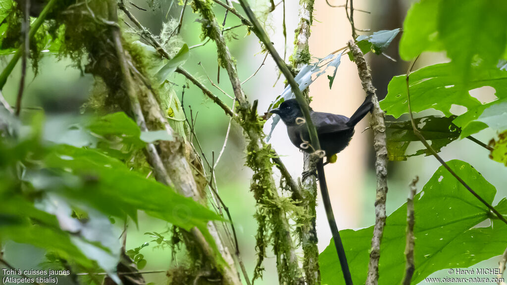 Yellow-thighed Brushfinch