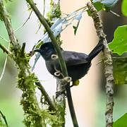 Yellow-thighed Brushfinch