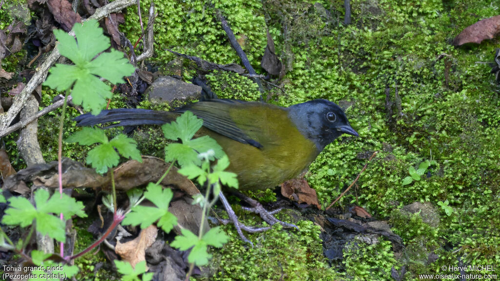 Large-footed Finch