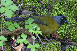 Large-footed Finch