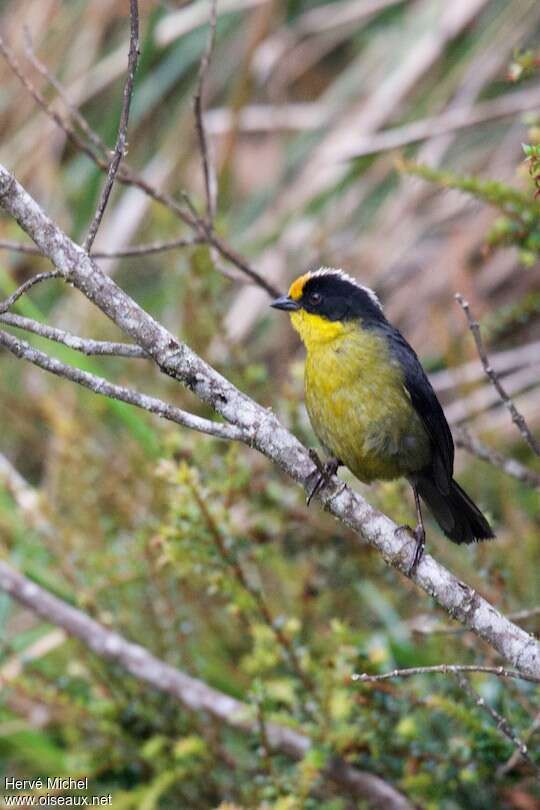 Pale-naped Brushfinchadult, pigmentation