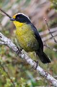 Pale-naped Brushfinch