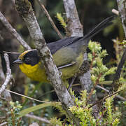 Pale-naped Brushfinch