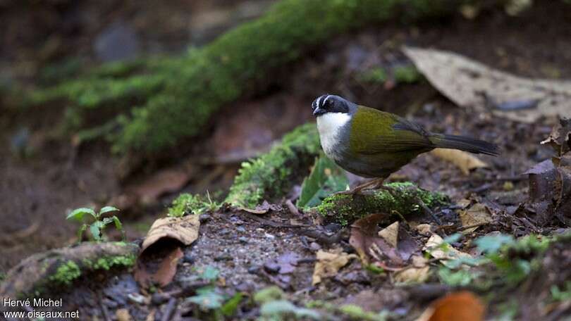 Grey-browed Brushfinchadult, habitat, pigmentation