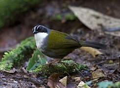 Grey-browed Brushfinch