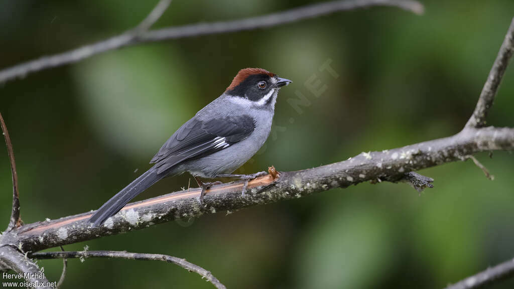 Slaty Brushfinchadult, identification