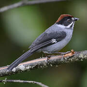 Slaty Brushfinch