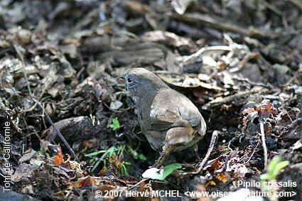 California Towhee