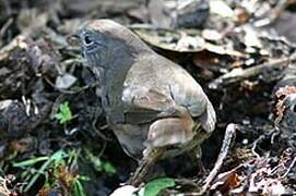 California Towhee