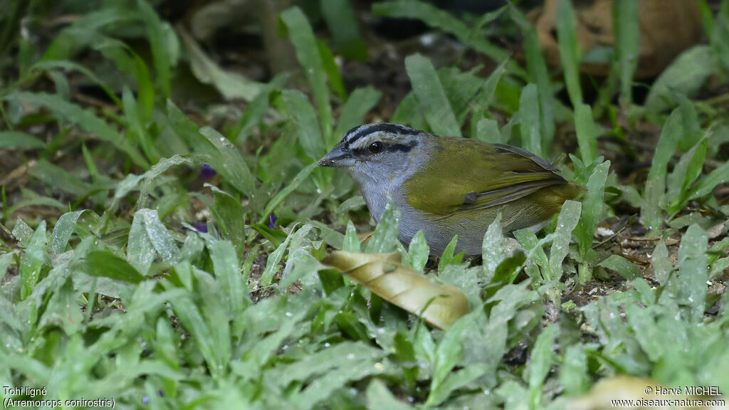 Black-striped Sparrow