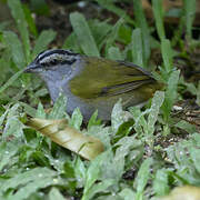 Black-striped Sparrow