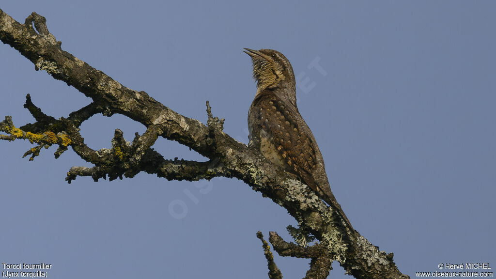 Eurasian Wryneck male adult breeding