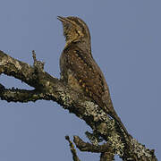 Eurasian Wryneck