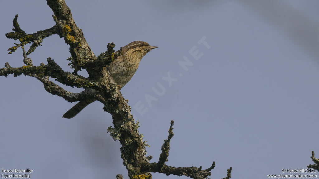 Eurasian Wryneck male adult breeding