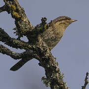 Eurasian Wryneck