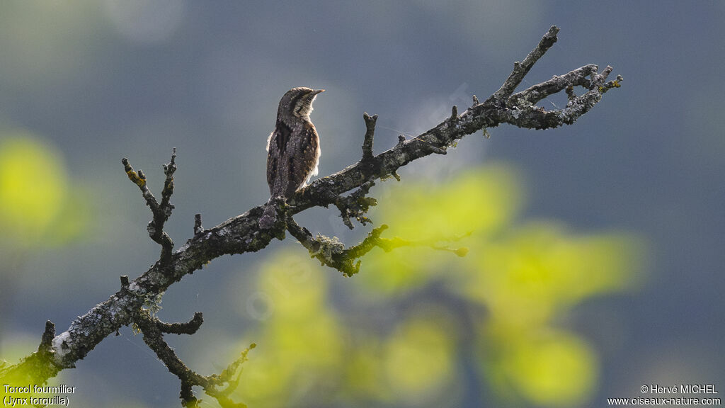 Eurasian Wryneck