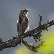 Eurasian Wryneck