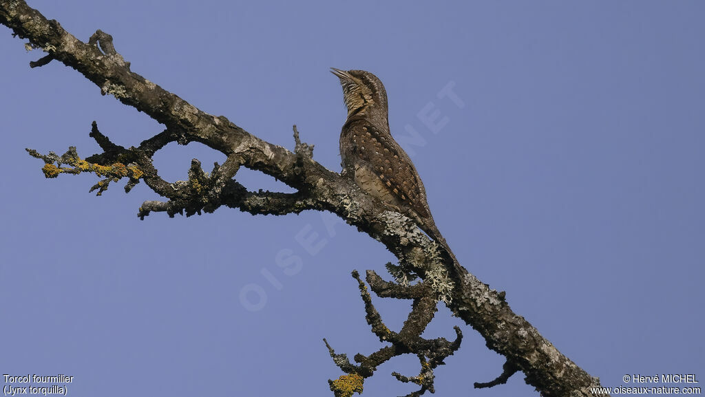 Eurasian Wryneck