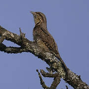 Eurasian Wryneck