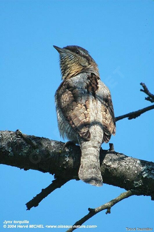 Eurasian Wryneck