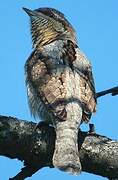 Eurasian Wryneck