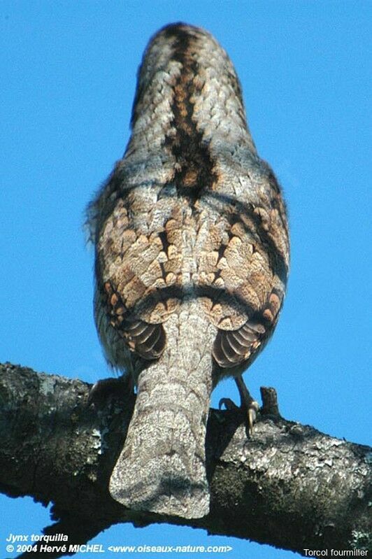 Eurasian Wryneck