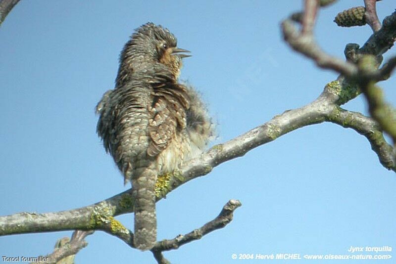 Eurasian Wryneck