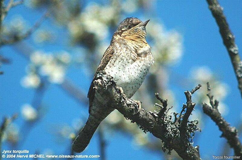 Eurasian Wryneck