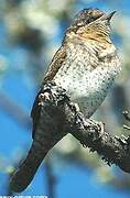 Eurasian Wryneck