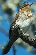 Eurasian Wryneck