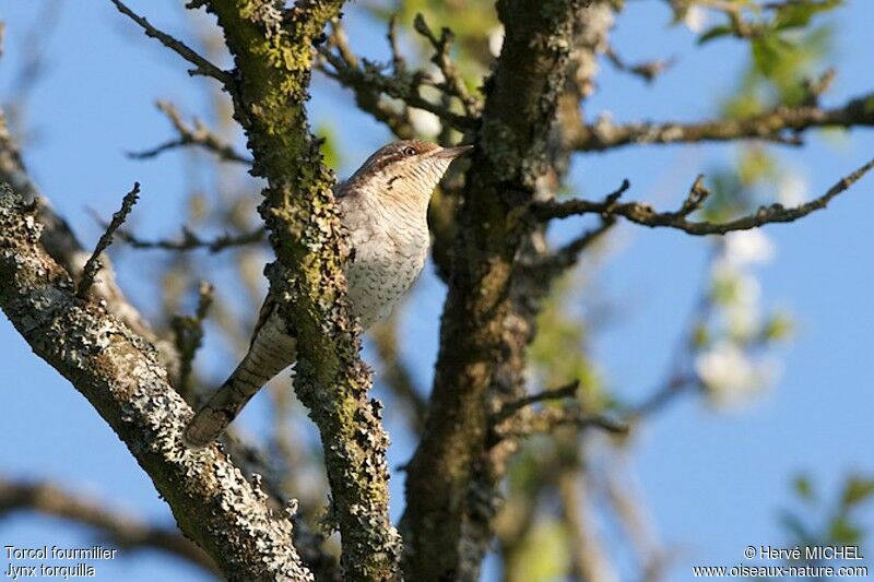 Eurasian Wryneck male adult, identification