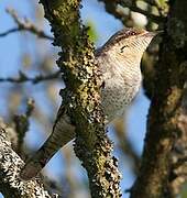 Eurasian Wryneck