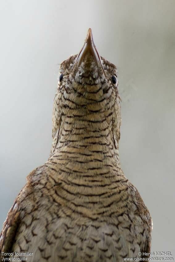 Eurasian Wryneck male adult breeding