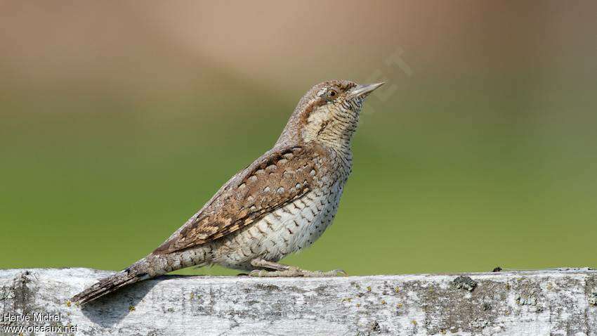 Eurasian Wryneck male adult breeding, identification