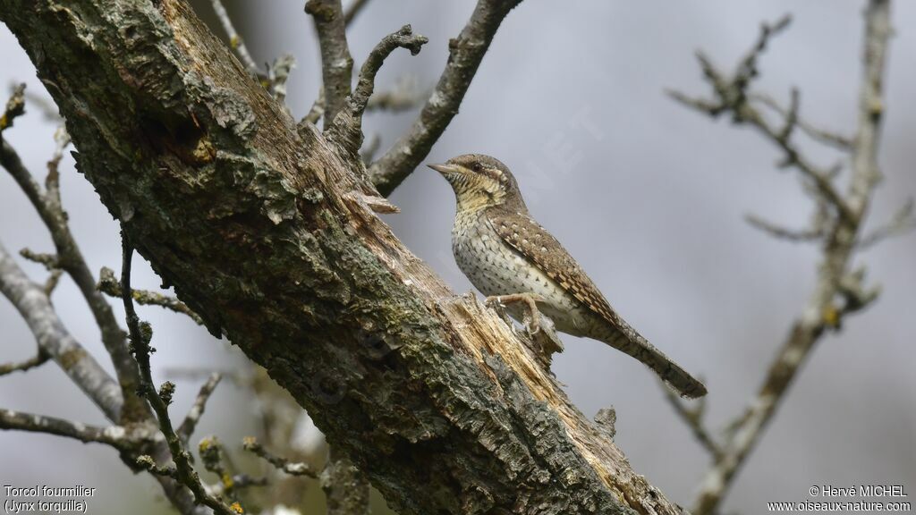 Eurasian Wryneck male adult