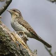 Eurasian Wryneck