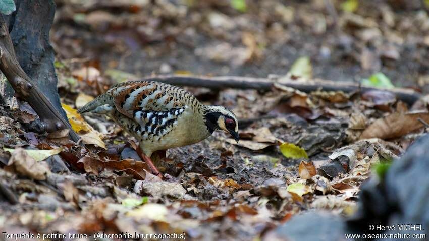 Bar-backed Partridgeadult