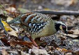 Bar-backed Partridge